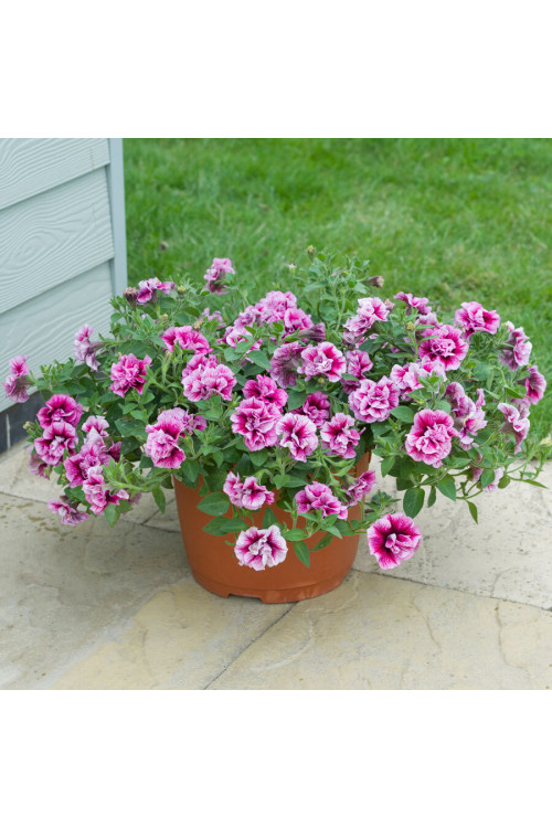 Petunia 'Tumbelina Francesca' | Petunia x hybrida