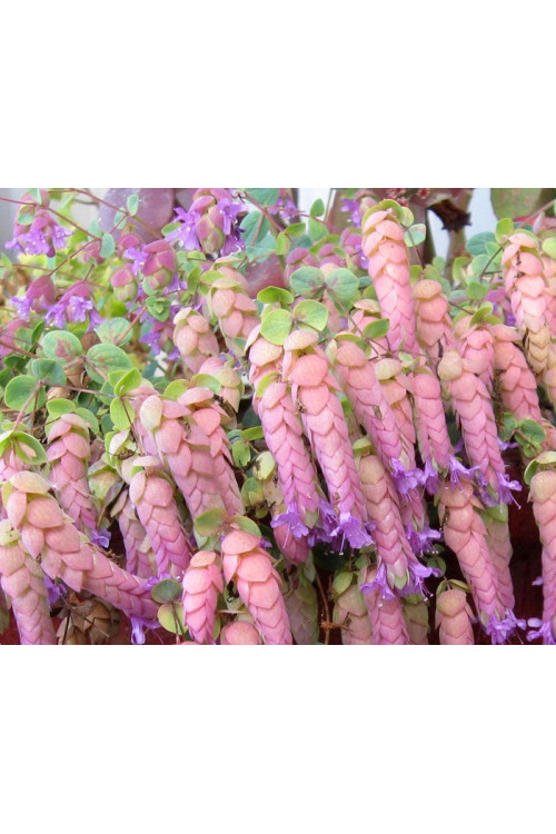 Oregano 'Amethyst Falls' Origanum