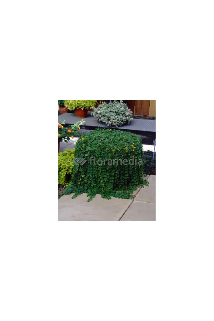 Tojeść rozesłana Lysimachia nummularia