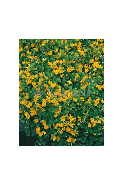 Tojeść rozesłana Lysimachia nummularia