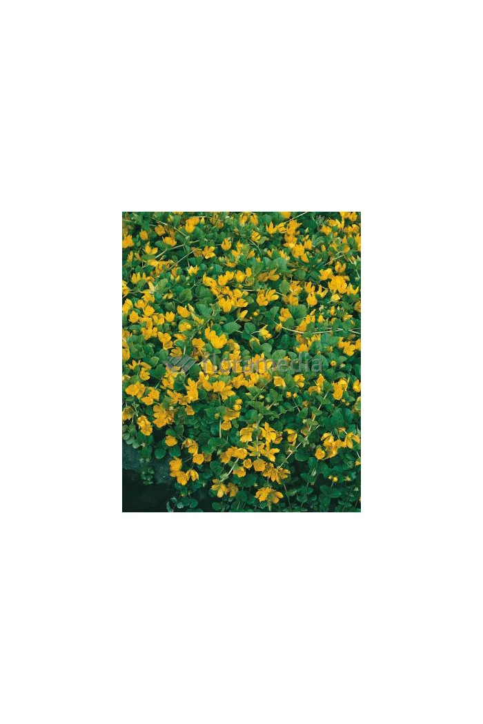 Tojeść rozesłana Lysimachia nummularia