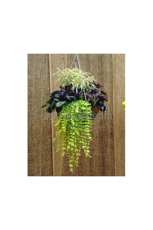 Tojeść rozesłana Lysimachia nummularia