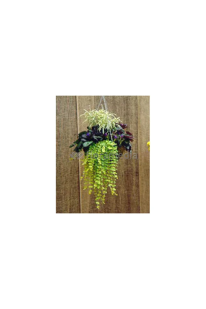 Tojeść rozesłana Lysimachia nummularia