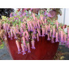Oregano 'Amethyst Falls' Origanum