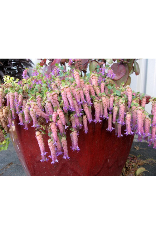 Oregano 'Amethyst Falls' Origanum
