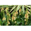 Dziewanna 'Dark Eyes' | Verbascum