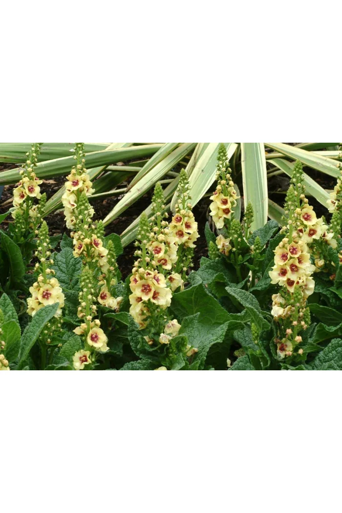Dziewanna 'Dark Eyes' | Verbascum