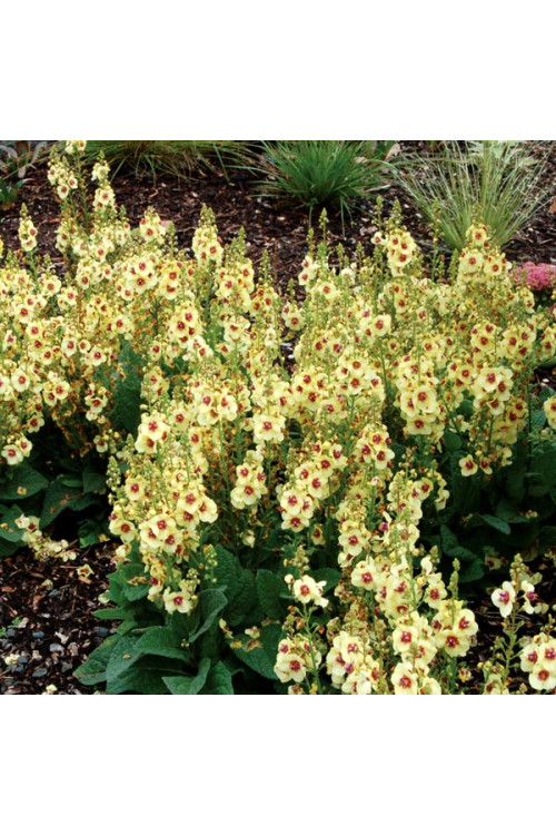 Dziewanna 'Dark Eyes' | Verbascum