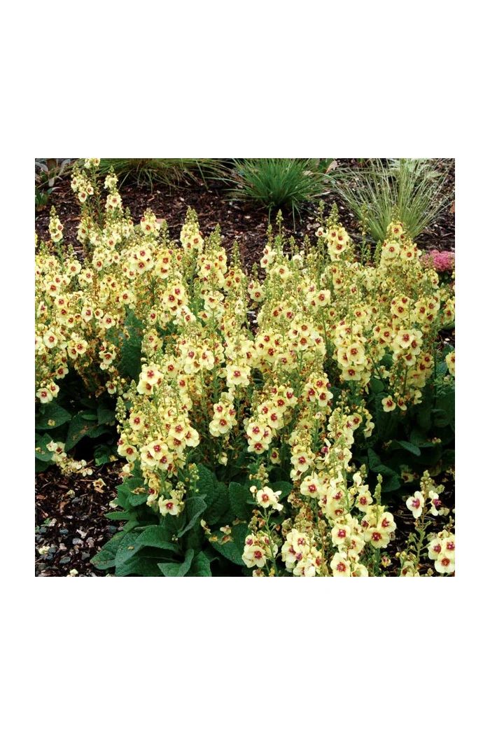 Dziewanna 'Dark Eyes' | Verbascum