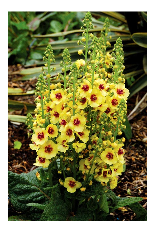 Dziewanna 'Dark Eyes' | Verbascum