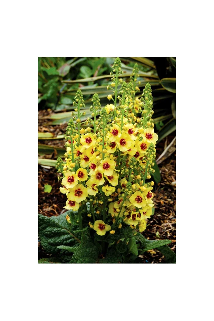 Dziewanna 'Dark Eyes' | Verbascum