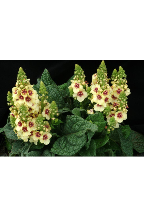 Dziewanna 'Dark Eyes' | Verbascum