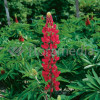 Łubin 'Beefeater' Lupinus