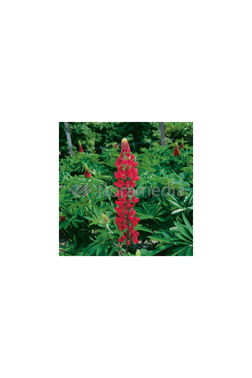 Łubin 'Beefeater' Lupinus