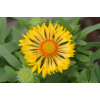 Gailardia 'Sunny Wheeler' Gaillardia