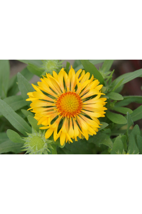Gailardia 'Sunny Wheeler' Gaillardia