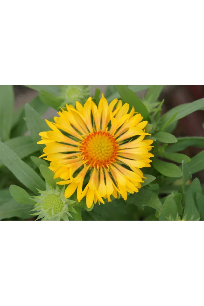 Gailardia 'Sunny Wheeler' Gaillardia