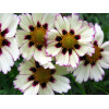 Nachyłek 'Star Cluster' | Coreopsis