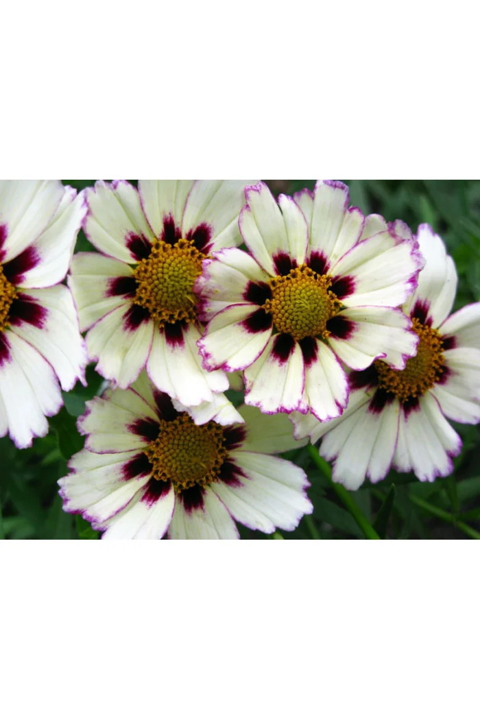 Nachyłek 'Star Cluster' | Coreopsis
