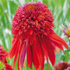 jeżówka, jeżówka Eccentric, echinacea, echinacea Eccentric