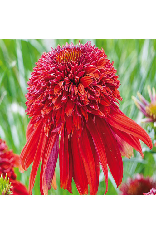 jeżówka, jeżówka Eccentric, echinacea, echinacea Eccentric
