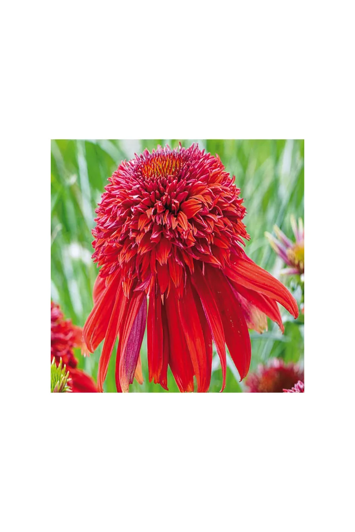 jeżówka, jeżówka Eccentric, echinacea, echinacea Eccentric