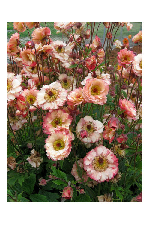 Kuklik 'Cocktail Cosmopolitan ®' | Geum