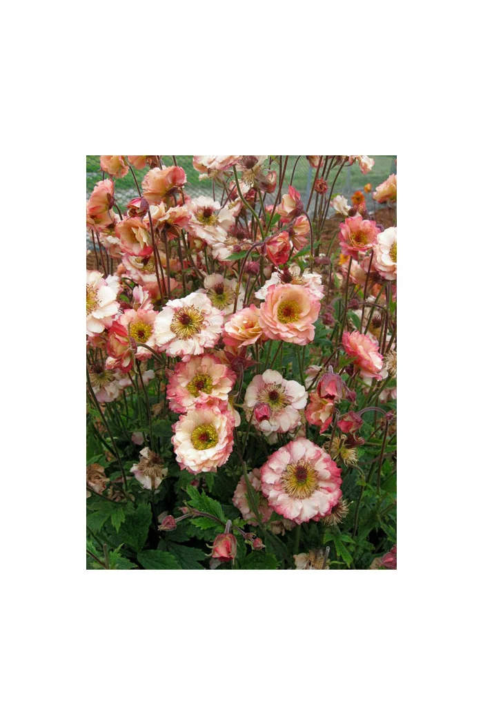 Kuklik 'Cocktail Cosmopolitan ®' | Geum