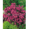 Aster nowobelgijski 'Winston Churchil' Aster novi-belgii