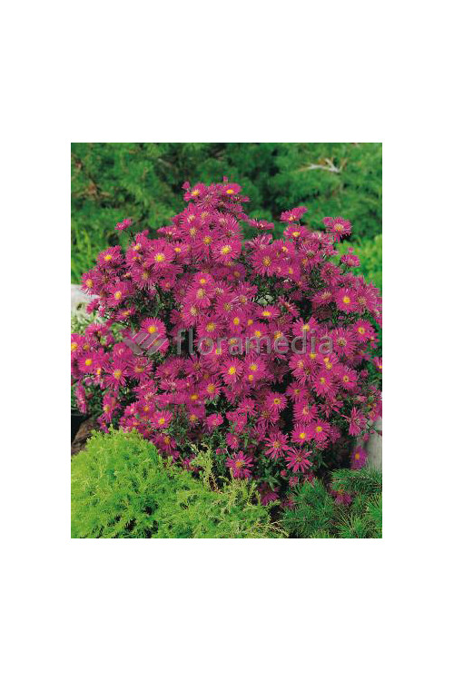 Aster nowobelgijski 'Winston Churchil' Aster novi-belgii