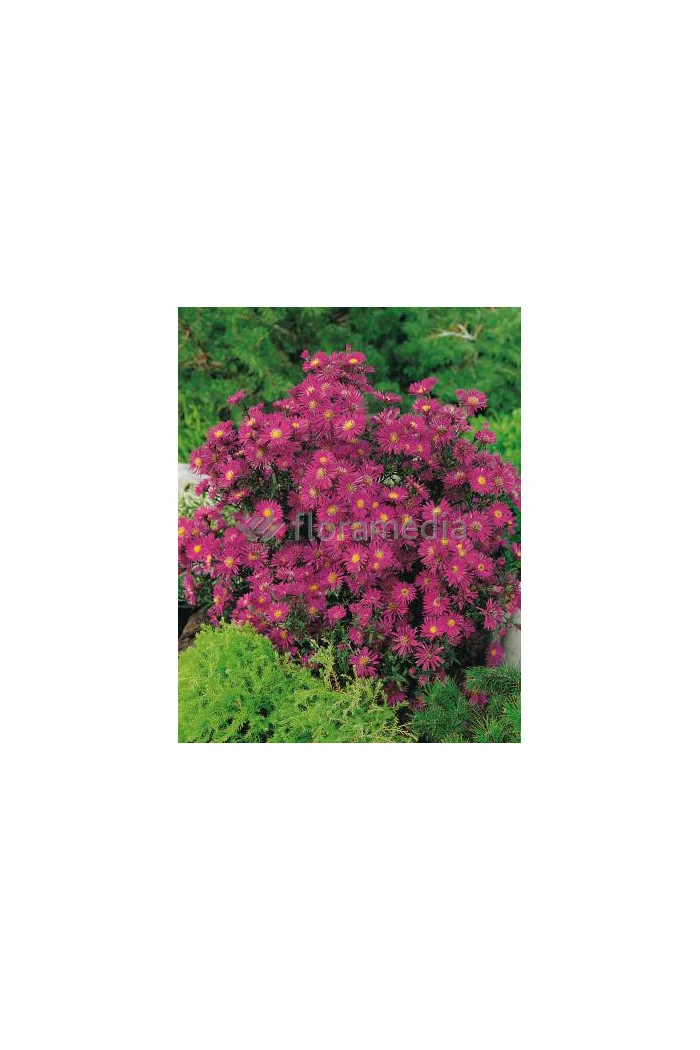 Aster nowobelgijski 'Winston Churchil' Aster novi-belgii