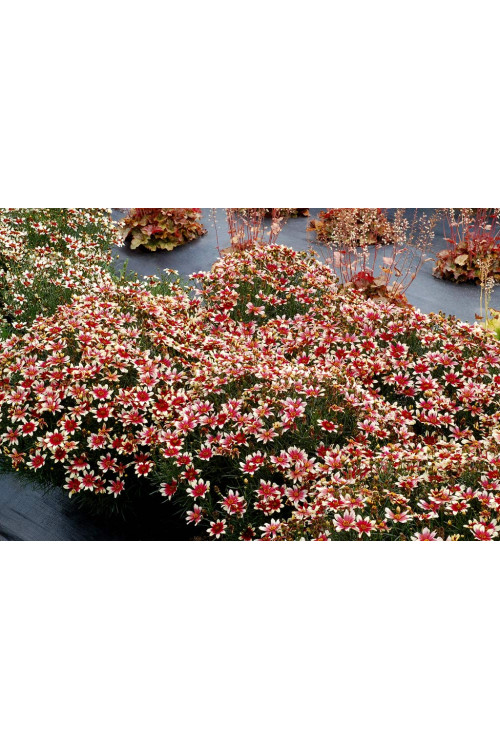 Nachyłek okółkowy 'Sunstar Rose'| Coreopsis verticillata
