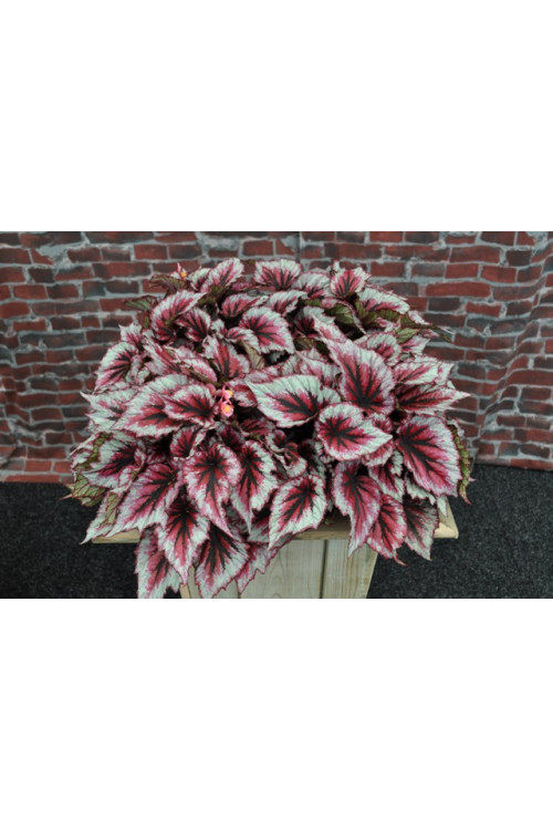 Begonia 'Inca Blue' div class'lat' Begonia /div