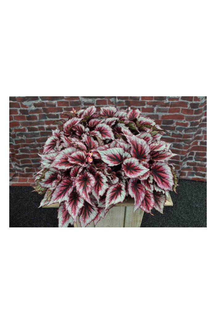 Begonia 'Inca Blue' div class'lat' Begonia /div