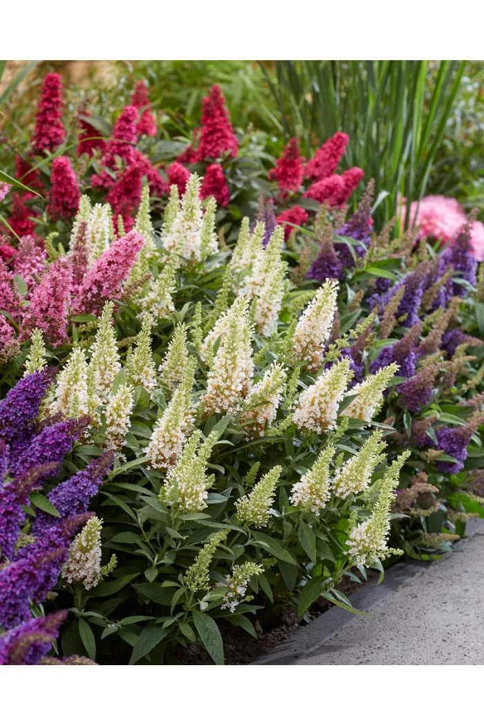 Budleja 'Butterfly Candy Little White' | Buddleja dawidii