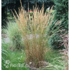 Trzcinnik ostrokwiatowy 'Karl Foerster' | Calamagrostis x acutiflora