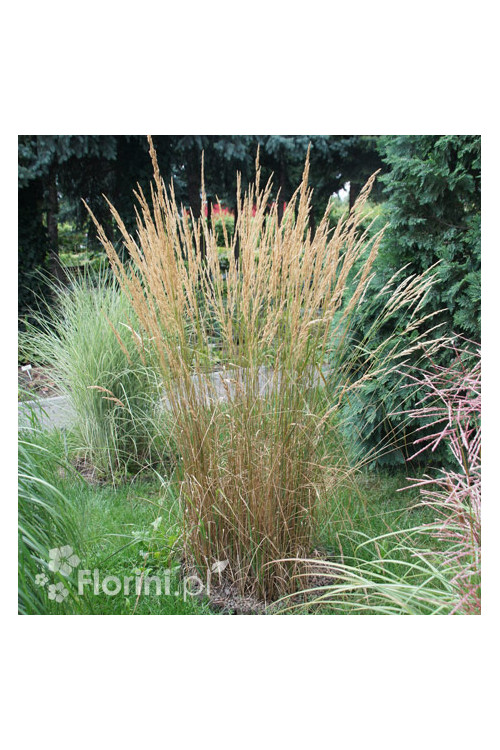 Trzcinnik ostrokwiatowy 'Karl Foerster' | Calamagrostis x acutiflora