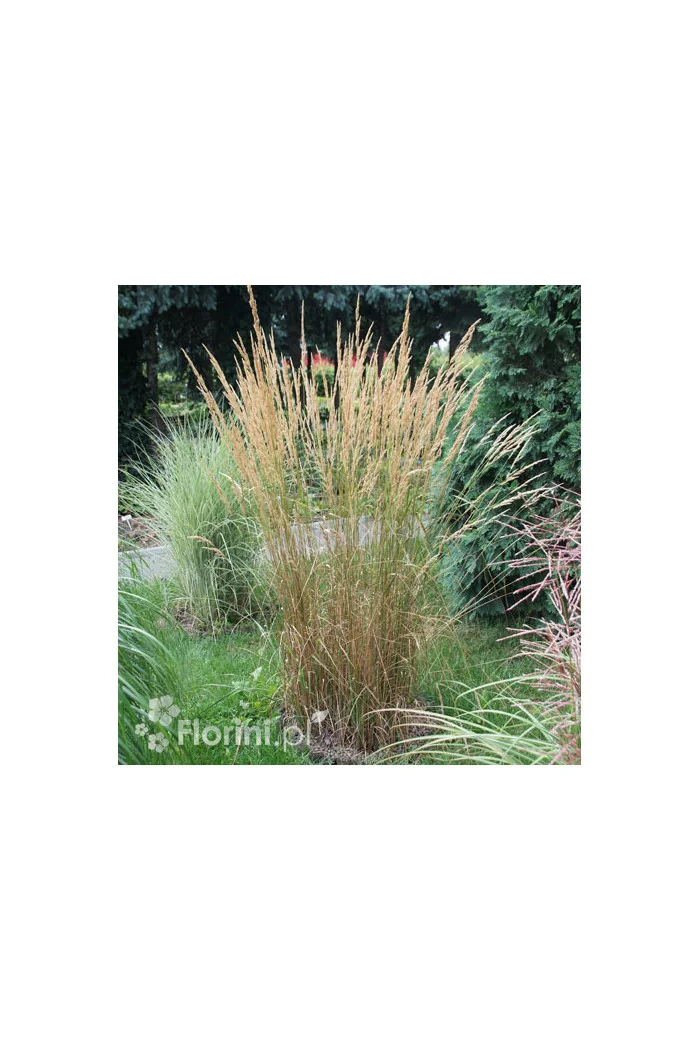 Trzcinnik ostrokwiatowy 'Karl Foerster' | Calamagrostis x acutiflora