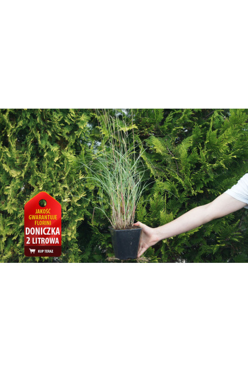 Miskant chiński 'Yakushima Dwarf' | Miscanthus sinensis