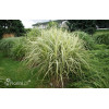 Miskant chiński 'Variegatus' | Miscanthus sinensis