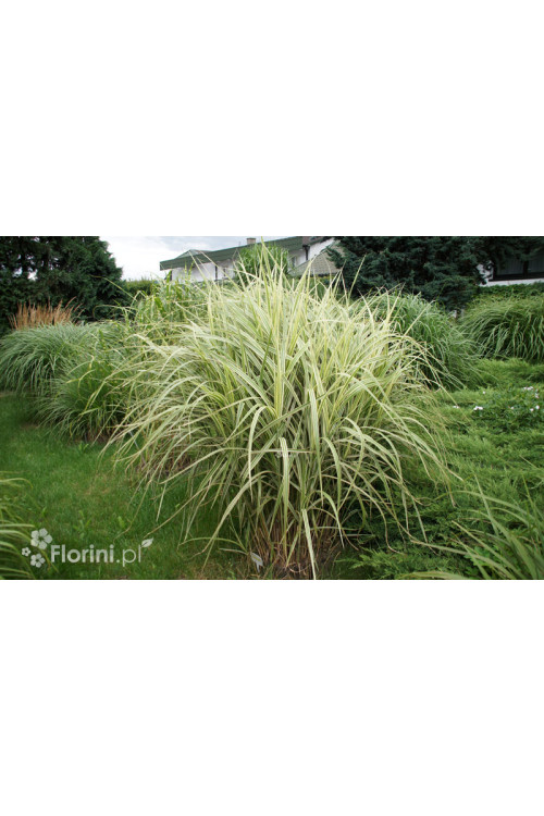Miskant chiński 'Variegatus' | Miscanthus sinensis