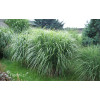 Miskant chiński 'Punktchen' | Miscanthus sinensis