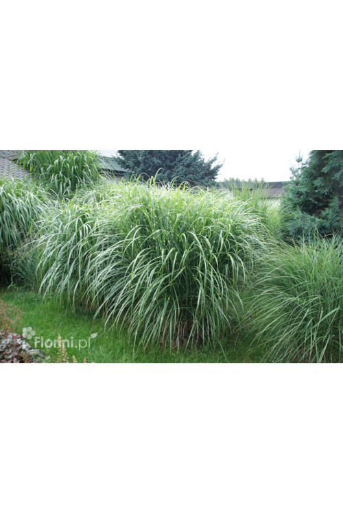 Miskant chiński 'Punktchen' | Miscanthus sinensis