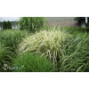 Miskant chiński 'Variegatus' | Miscanthus sinensis