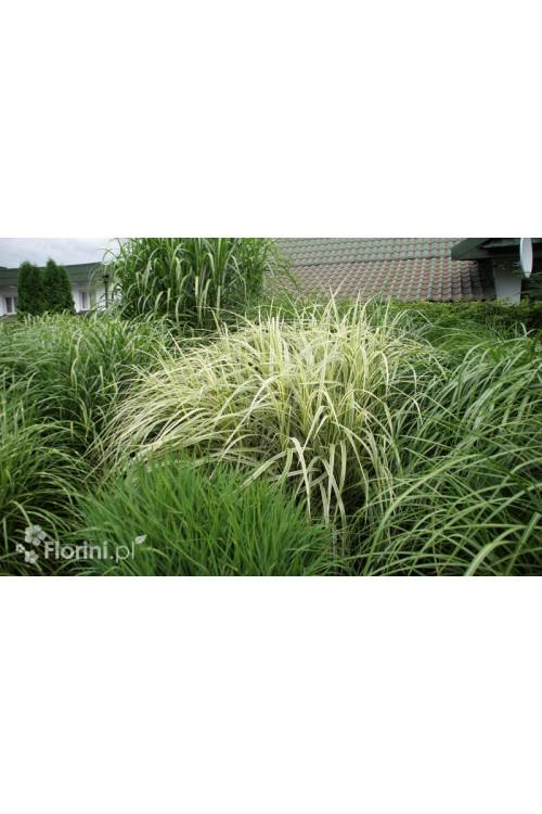 Miskant chiński 'Variegatus' | Miscanthus sinensis
