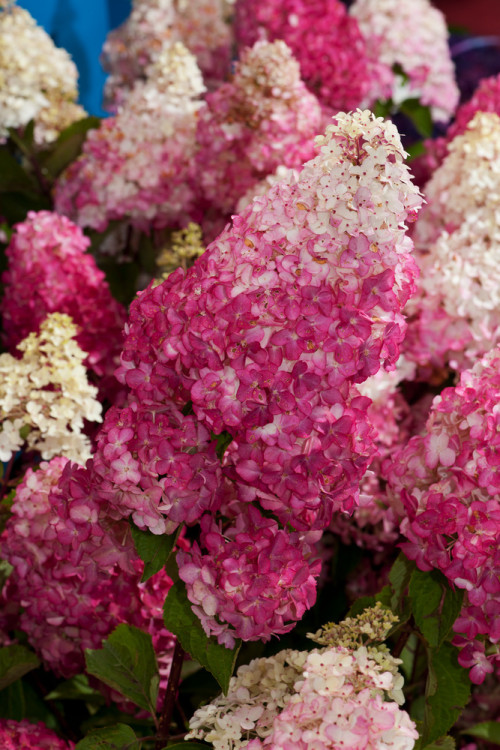 Hortensja bukietowa 'Fraise Melba' | Hydrangea paniculata