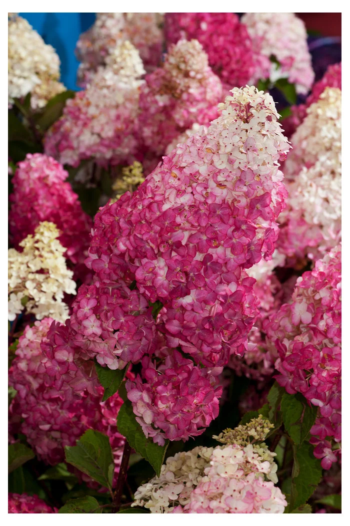 Hortensja bukietowa 'Fraise Melba' | Hydrangea paniculata