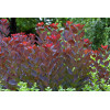 Perukowiec podolski 'Royal Purple' Cotinus coggygria