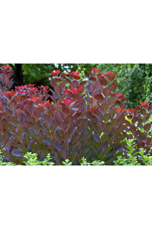 Perukowiec podolski 'Royal Purple' Cotinus coggygria