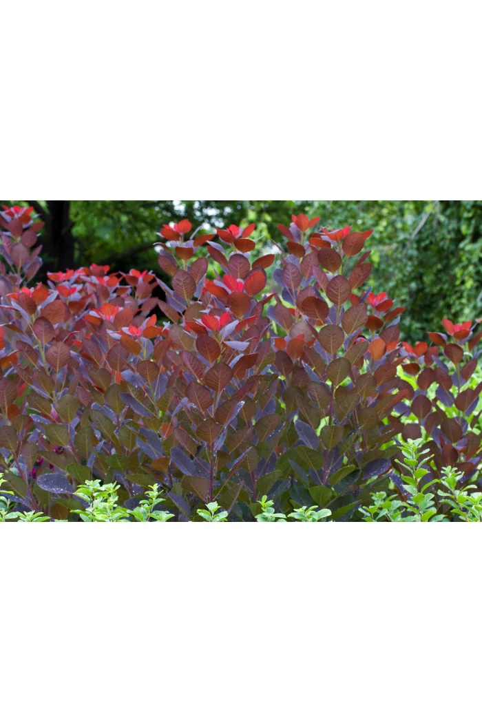 Perukowiec podolski 'Royal Purple' Cotinus coggygria